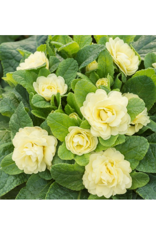 Pierwiosnek 'Belarina® Nectarine' |Primula