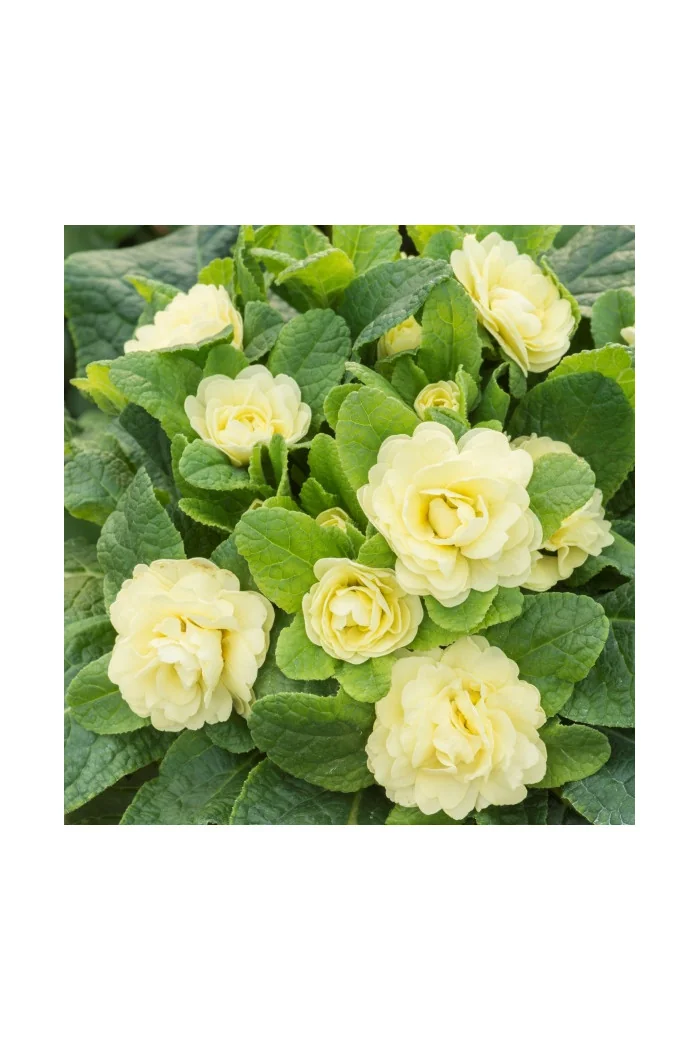 Pierwiosnek 'Belarina® Nectarine' |Primula