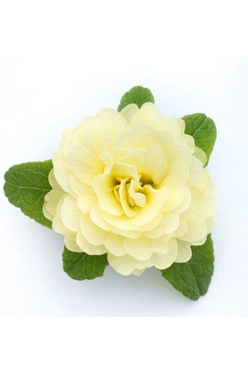 Pierwiosnek 'Belarina® Nectarine' |Primula