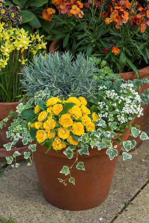 Pierwiosnek 'Belarina® Goldie' | Primula