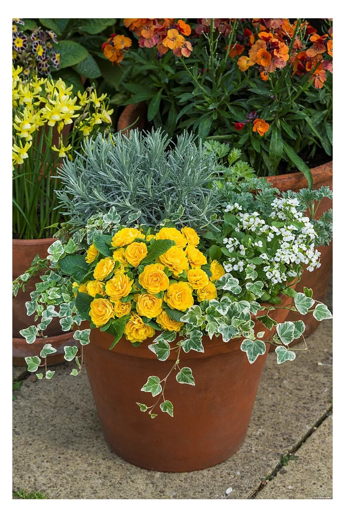 Pierwiosnek 'Belarina® Goldie' | Primula