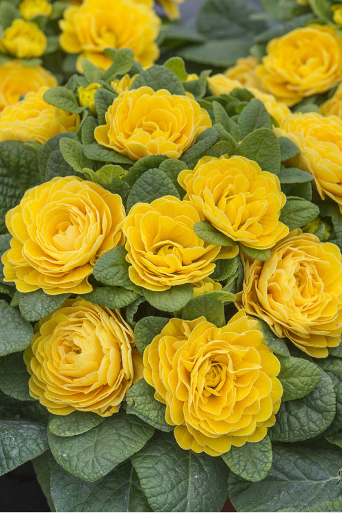 Pierwiosnek 'Belarina® Goldie' | Primula