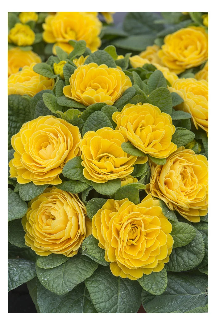 Pierwiosnek 'Belarina® Goldie' | Primula