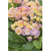 Pierwiosnek 'Pretty Polly Blushing Peach' |Primula
