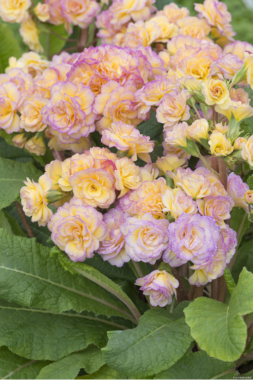 Pierwiosnek 'Pretty Polly Blushing Peach' |Primula
