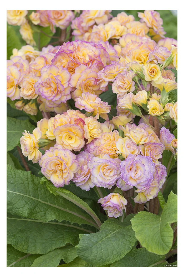 Pierwiosnek 'Pretty Polly Blushing Peach' |Primula