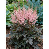 Tawułka arendsa 'Darkside of the Moon' | Astilbe arendsii