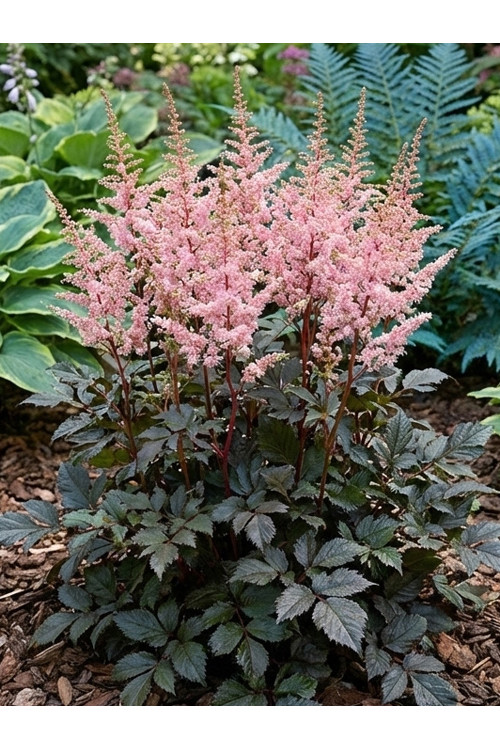 Tawułka arendsa 'Darkside of the Moon' | Astilbe arendsii