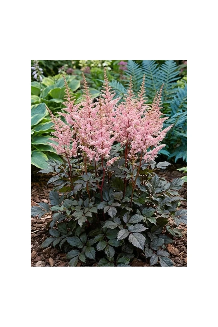 Tawułka arendsa 'Darkside of the Moon' | Astilbe arendsii