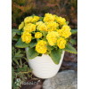 Pierwiosnek 'Belarina® Goldie' | Primula