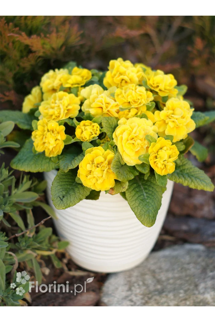 Pierwiosnek 'Belarina® Goldie' | Primula