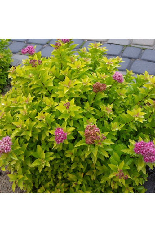 Tawuła japońska 'Golden Jack' | Spiraea japonica