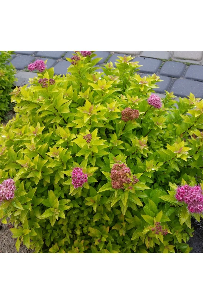Tawuła japońska 'Golden Jack' | Spiraea japonica