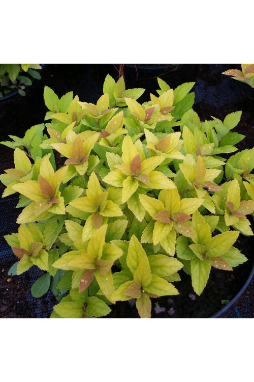 Tawuła japońska 'Golden Jack' | Spiraea japonica