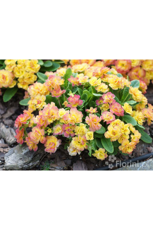 Pierwiosnek 'Belarina® Nectarine' | Primula