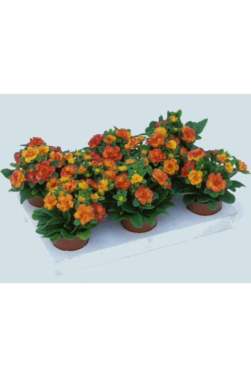 Pierwiosnek 'Belarina® Nectarine' | Primula