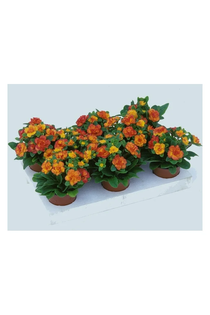 Pierwiosnek 'Belarina® Nectarine' | Primula