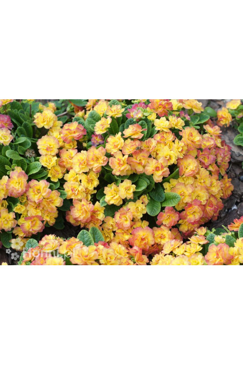 Pierwiosnek 'Belarina® Nectarine' | Primula