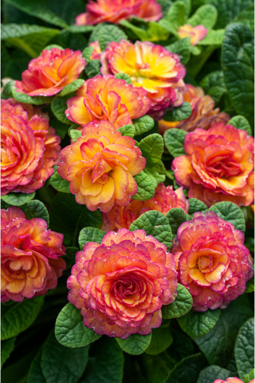 Pierwiosnek 'Belarina® Nectarine' | Primula