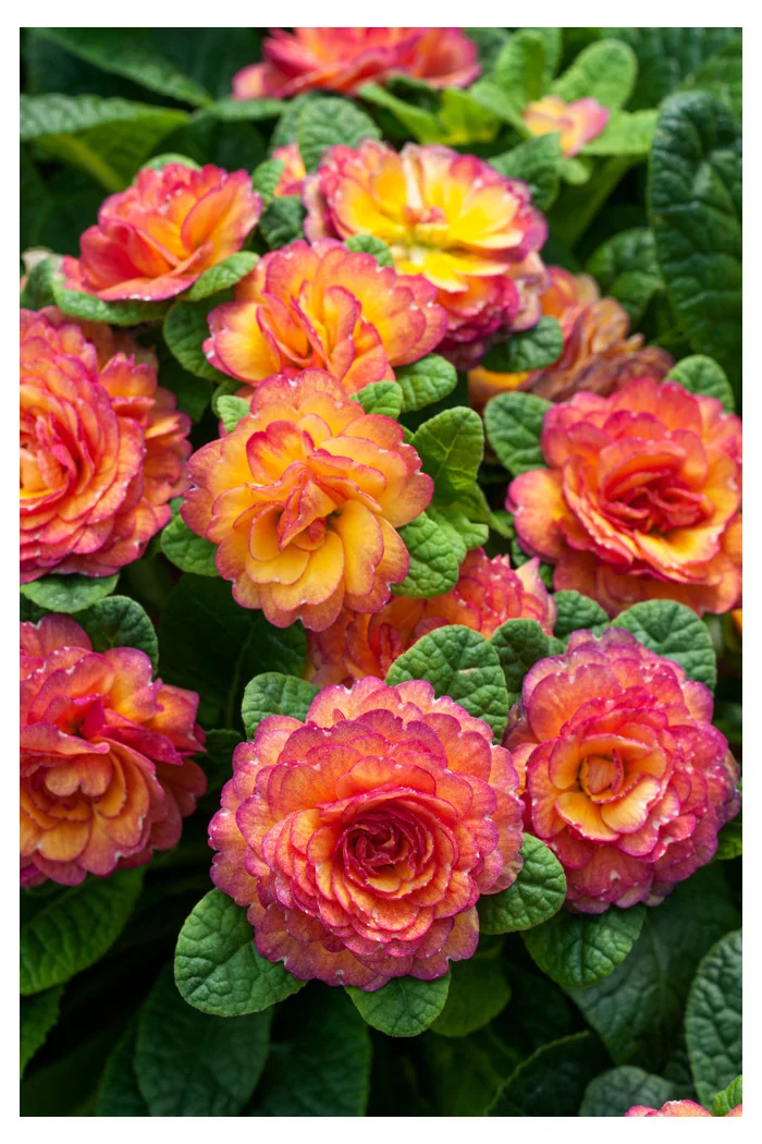 Pierwiosnek 'Belarina® Nectarine' | Primula