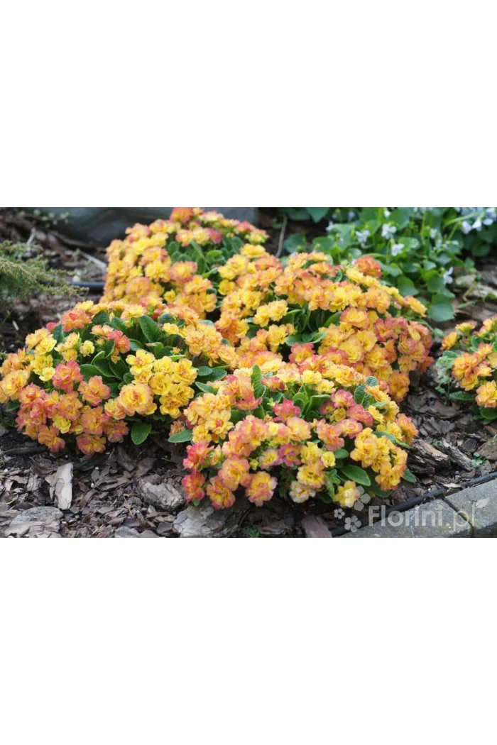 Pierwiosnek 'Belarina® Nectarine' | Primula