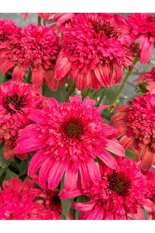 Jeżówka 'Delightful Garnet' | Echinacea