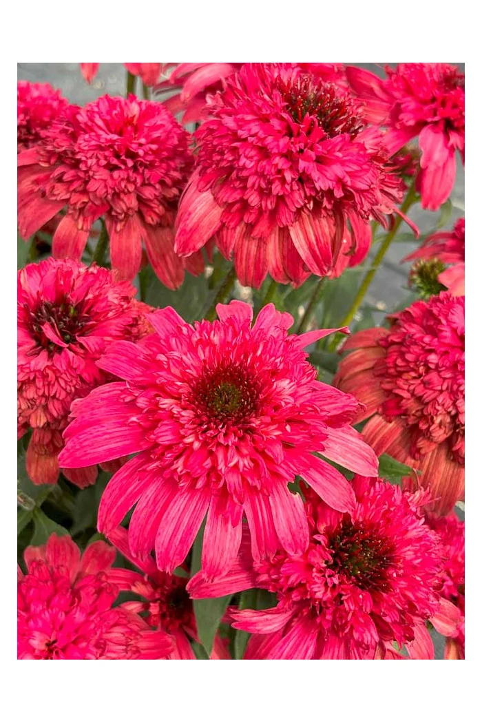 Jeżówka 'Delightful Garnet' | Echinacea