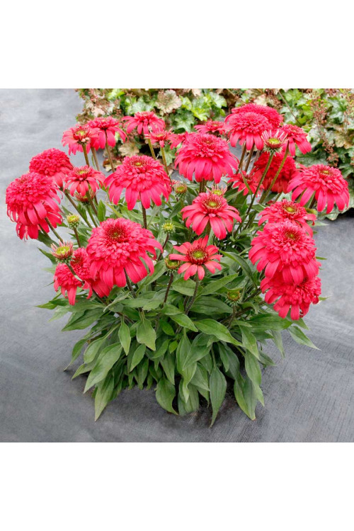 Jeżówka 'Delightful Garnet' | Echinacea