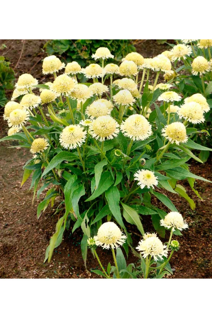 Jeżówka 'Delightful Lace' | Echinacea