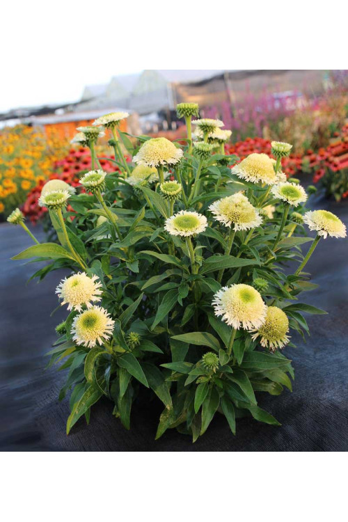 Jeżówka 'Delightful Lace' | Echinacea