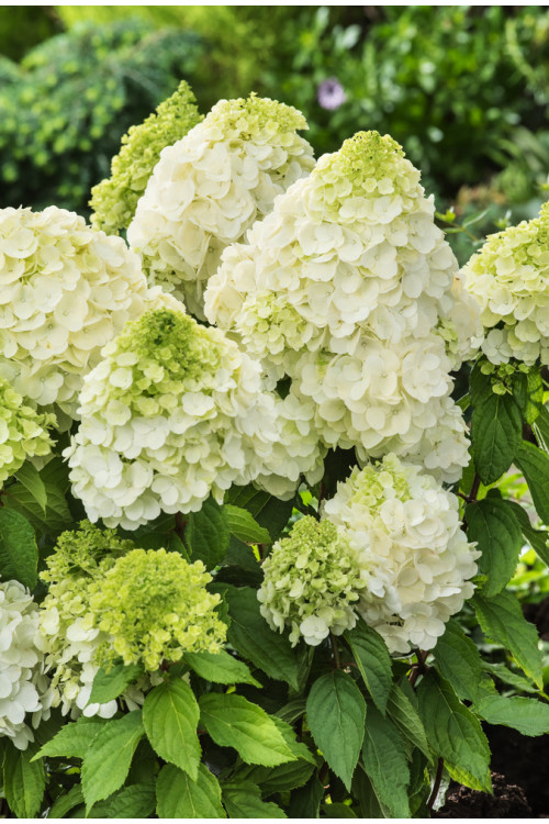 Hortensja bukietowa 'Magical Moonlight' | Hydrangea paniculata (pojemnik 5 litrowy)