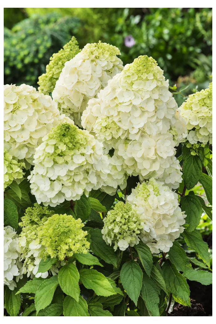 Hortensja bukietowa 'Magical Moonlight' | Hydrangea paniculata (pojemnik 5 litrowy)