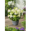 Hortensja bukietowa 'Magical Moonlight' | Hydrangea paniculata (pojemnik 5 litrowy)