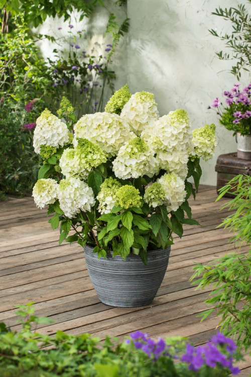 Hortensja bukietowa 'Magical Moonlight' | Hydrangea paniculata (pojemnik 5 litrowy)
