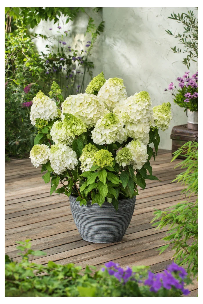 Hortensja bukietowa 'Magical Moonlight' | Hydrangea paniculata (pojemnik 5 litrowy)