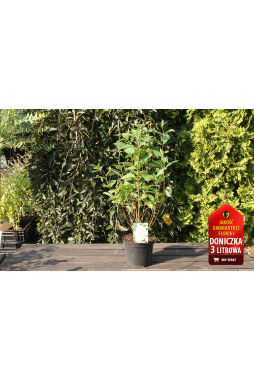 Hortensja bukietowa 'Magical Moonlight' | Hydrangea paniculata (pojemnik 5 litrowy)