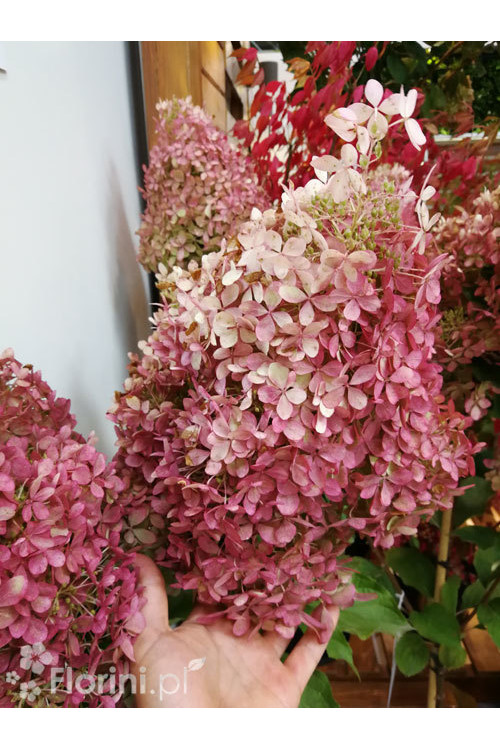 Hortensja bukietowa 'Vanille-Fraise' | Hydrangea paniculata (pojemnik 5 litrowy)