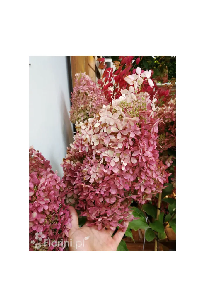 Hortensja bukietowa 'Vanille-Fraise' | Hydrangea paniculata (pojemnik 5 litrowy)