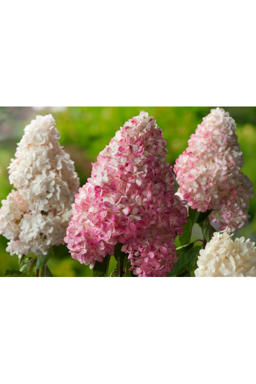 Hortensja bukietowa 'Vanille-Fraise' | Hydrangea paniculata (pojemnik 5 litrowy)