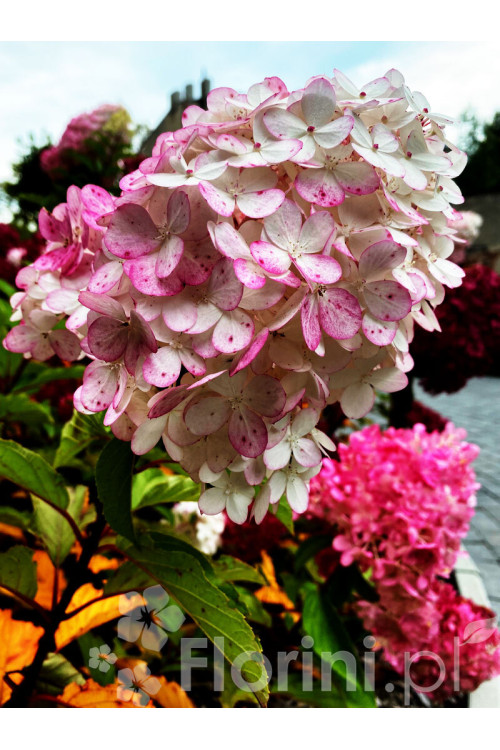 Hortensja bukietowa 'Vanille-Fraise' | Hydrangea paniculata (pojemnik 5 litrowy)