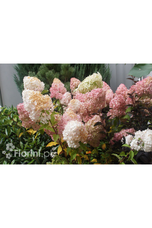 Hortensja bukietowa 'Vanille-Fraise' | Hydrangea paniculata (pojemnik 5 litrowy)