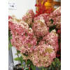 Hortensja bukietowa 'Vanille-Fraise' | Hydrangea paniculata (pojemnik 5 litrowy)