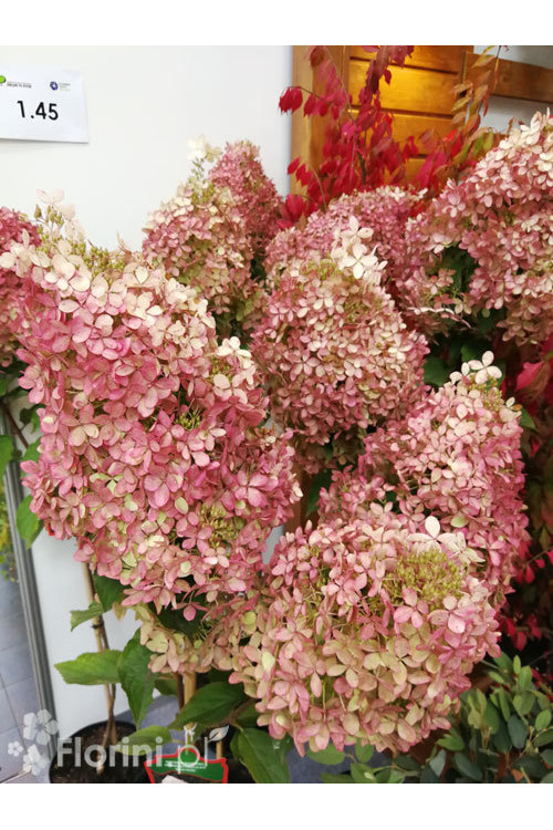 Hortensja bukietowa 'Vanille-Fraise' | Hydrangea paniculata (pojemnik 5 litrowy)