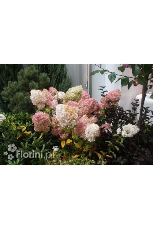 Hortensja bukietowa 'Vanille-Fraise' | Hydrangea paniculata (pojemnik 5 litrowy)