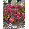 Hortensja bukietowa 'Vanille-Fraise' | Hydrangea paniculata (pojemnik 5 litrowy)