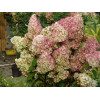 Hortensja bukietowa 'Vanille-Fraise' | Hydrangea paniculata (pojemnik 5 litrowy)