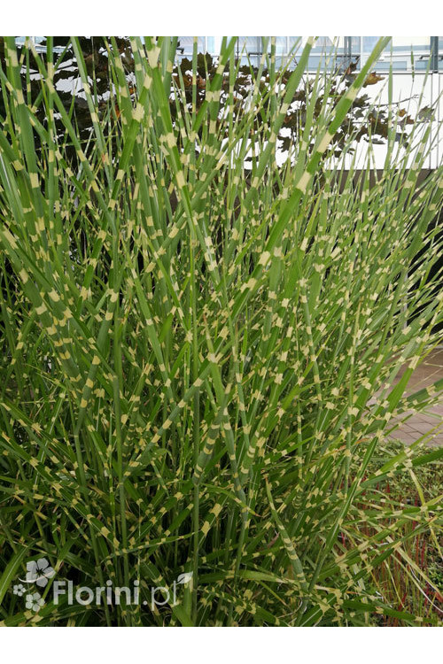 Miskant chiński 'Giganteus' | Miscanthus sinensis-copy