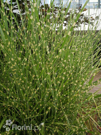 Miskant chiński 'Giganteus' | Miscanthus sinensis-copy