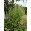 Miskant chiński 'Giganteus' | Miscanthus sinensis-copy