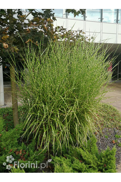 Miskant chiński 'Giganteus' | Miscanthus sinensis-copy